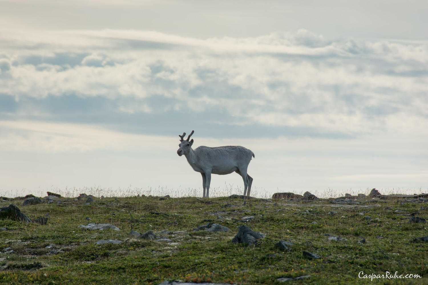 Reindeer